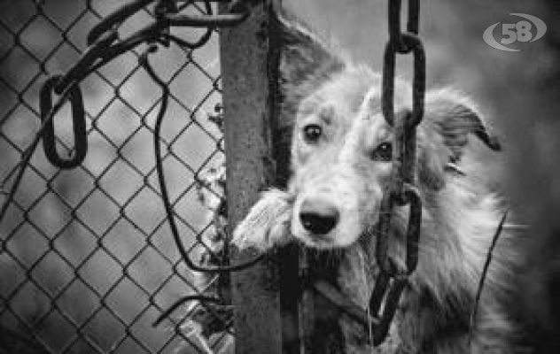 Il reato di maltrattamento di animali