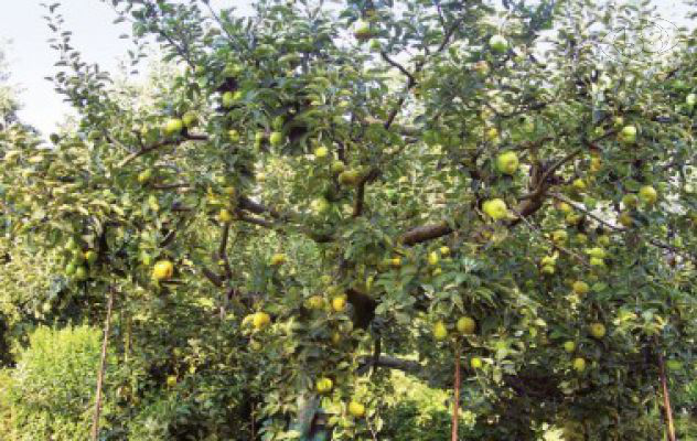 Frutticoltura in Irpinia, corso di potatura a Montecalvo