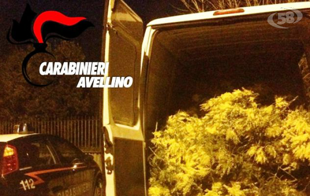 Rubano otto quintali di mimose, quattro nei guai 