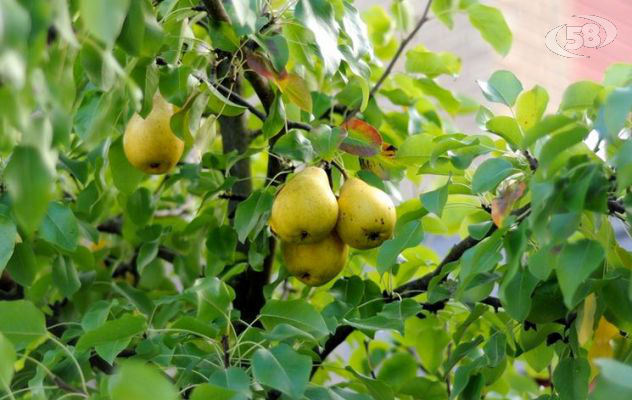 Frutticoltura in Irpinia, corso di potatura a Montecalvo