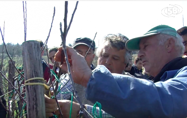 Montecalvo Irpino - Potatura tra nuove tecniche e novità occupazionali/SPECIALE