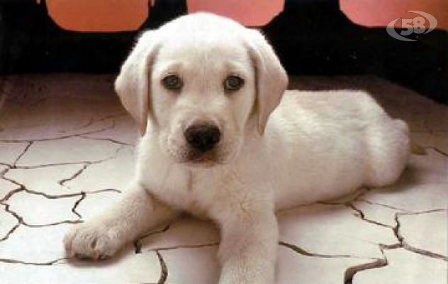 Contro l'abbandono e il randagismo, nasce a Bonito l'anagrafe canina