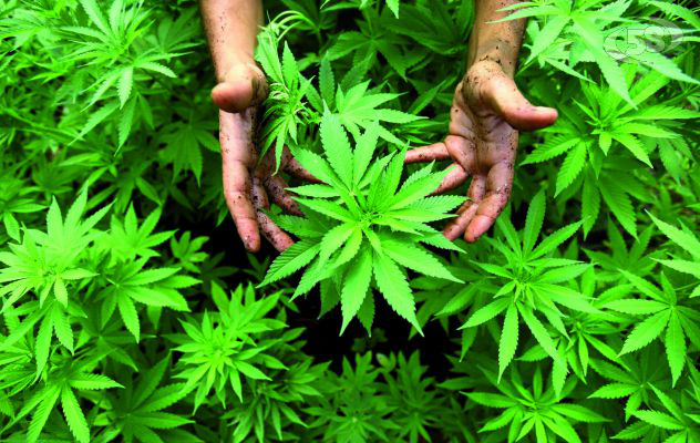 Vallesaccarda capitale della canapa: costituito il Biodistretto