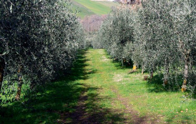 Agricoltura 2.0 - Il Mulino della Signora... la passione dei sognatori