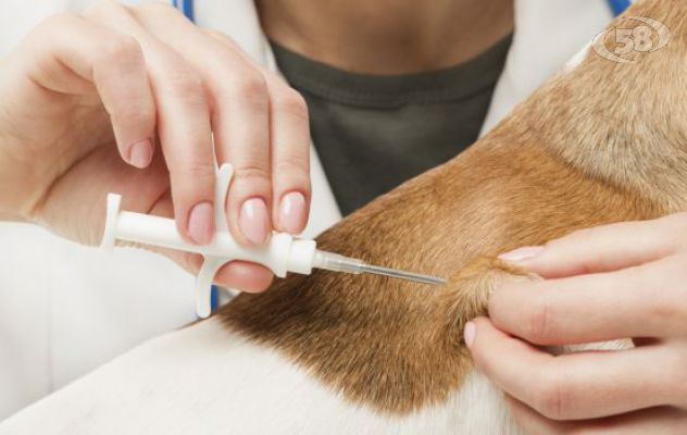 A Montella l'anagrafe canina per combattere il fenomeno del randagismo