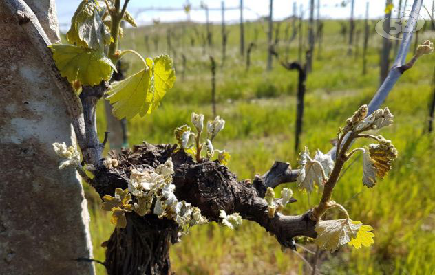 Ristoro dei danni ai vigneti per avversità atmosferiche o calamità naturali