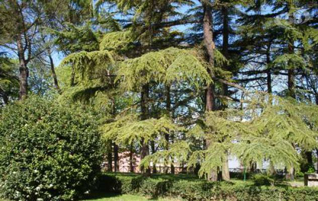 Alberi anti smog e polveri sottili, in città saranno piantati 95 arbusti