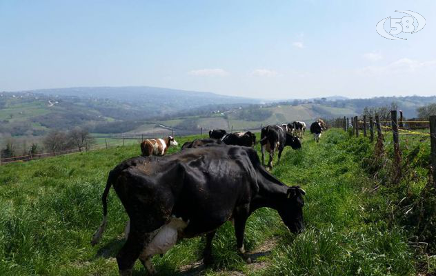 Agricoltura 2.0 - Azienda Beatrice Rosa, il marchio del futuro