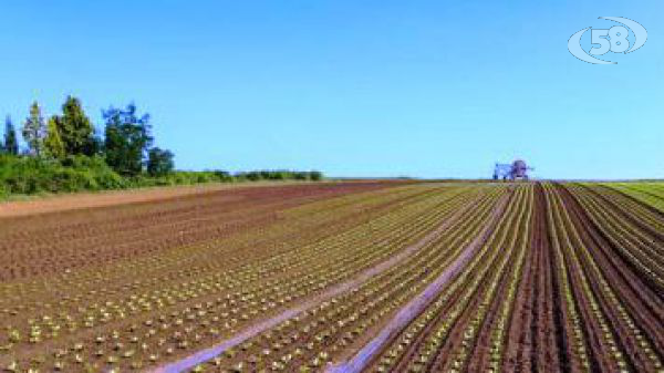 Agricoltura, tutte le novità del comparto annunciate da Caputo/VIDEO