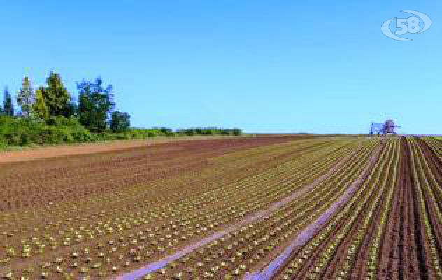 Donne alla guida delle aziende agricole, oltre 20mila in Campania 