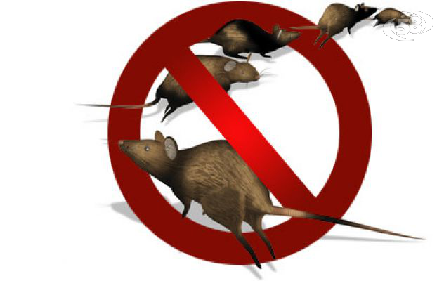 Topi a spasso per le vie del Tricolle: le segnalazioni dei cittadini