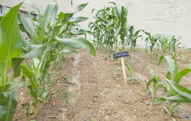 ''La natura ti cura'': ecco il ''(Gale)Orto'' dei detenuti del carcere di Ariano