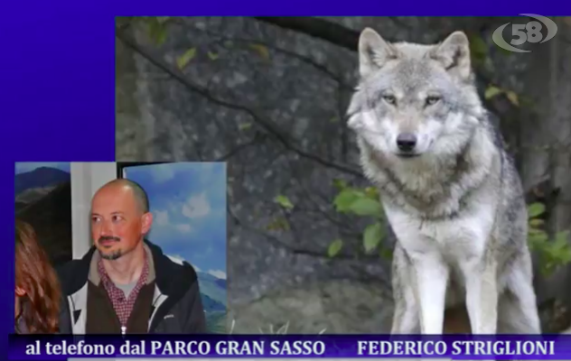A rischio il dna del lupo, il naturalista Striglioni: ibridazione con il cane