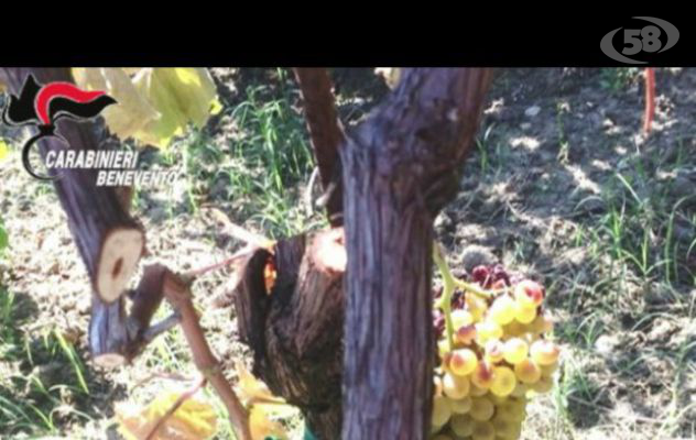 Racket delle vite, arrestato un altro malvivente. Finisce un incubo durato 40 anni