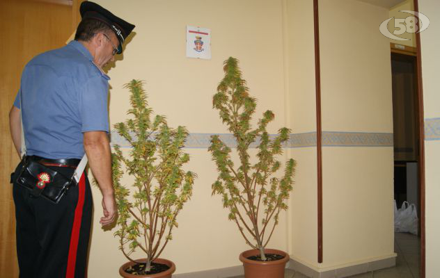 Piante di cannabis sequestrate, tre nei guai