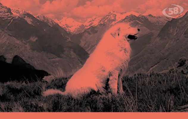 Ad Ariano il raduno nazionale del pastore maremmano