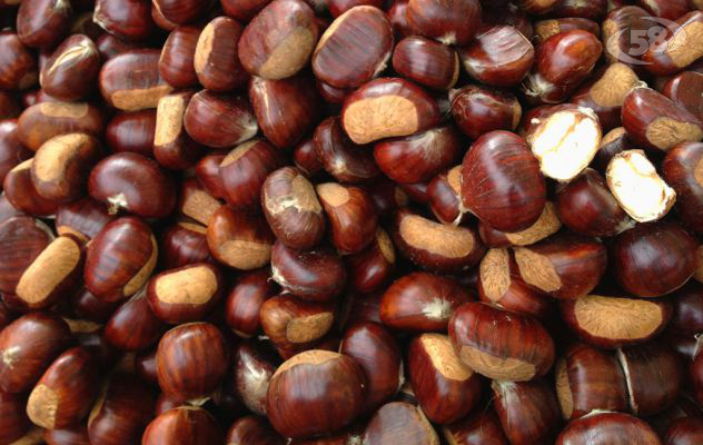 Castagne, Coldiretti: "Produzione in crescita". Battaglia vinta contro il cinipide