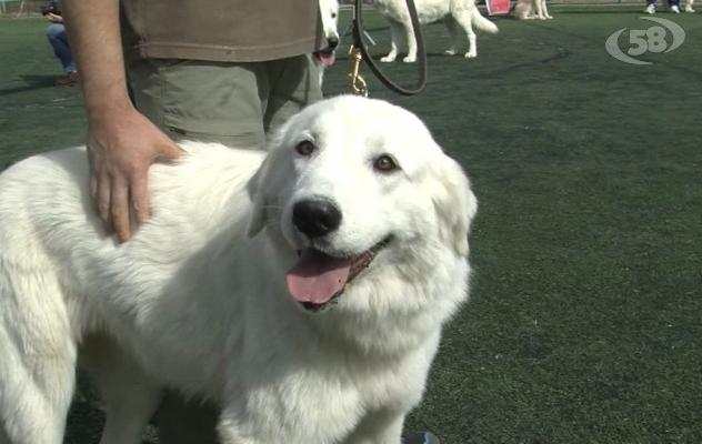 Ariano, raduno del pastore maremmano-abruzzese. Tanti gli appassionati da tutta Italia/VIDEO
