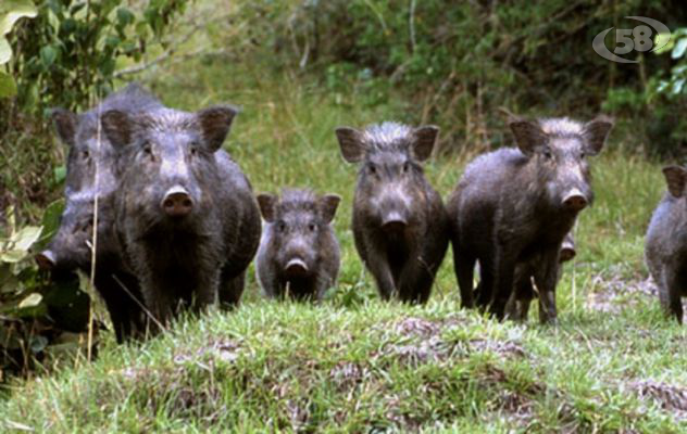 ''Vanno catturati, macellati e venduti'': il piano del Gal per risolvere l'emergenza cinghiali
