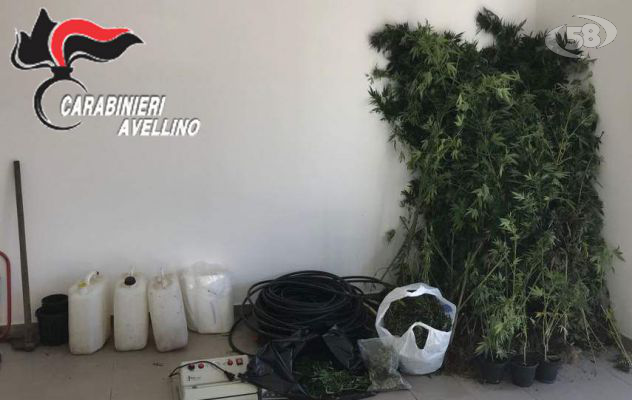 Morra De Sanctis, sorpreso a coltivare marijuana: 33enne arrestato