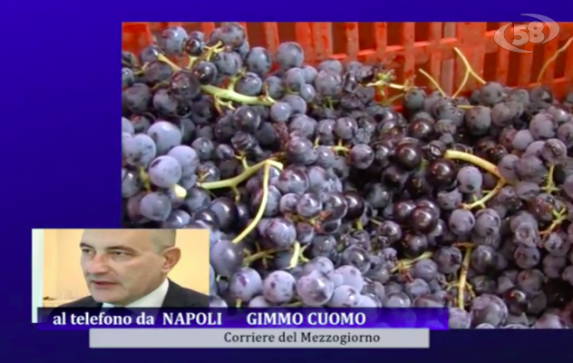 Tempo di vendemmia, Cuomo: l'annata è buona /VIDEO