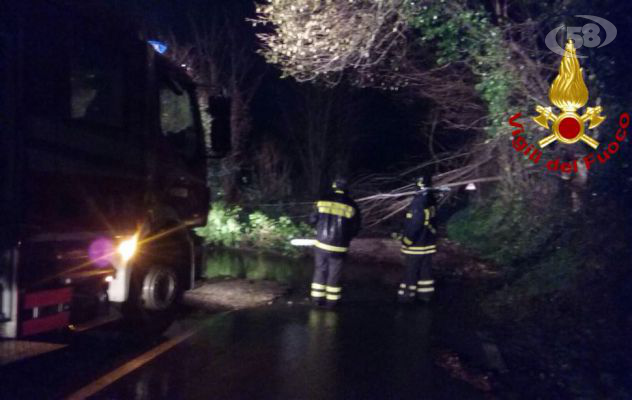 Maltempo, cade un albero ad Altavilla: caschi rossi in azione  