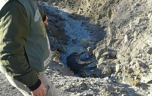 E' strage di animali alla Mefite, 11 cinghiali trovati morti 