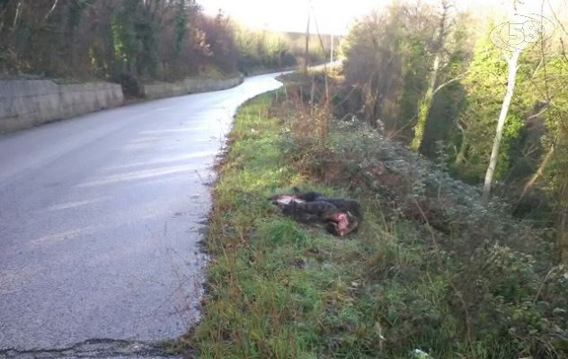 Savignano, cinghiale scuoiato abbandonato sulla strada
