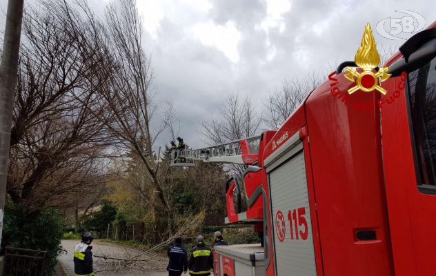 Vento forte, alberi caduti: il bilancio dei caschi rossi