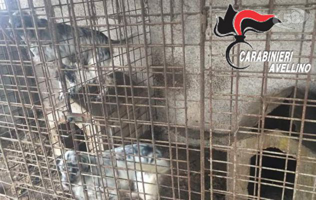 Maltratta i cani, uno muore di stenti: incastrato l’orco 