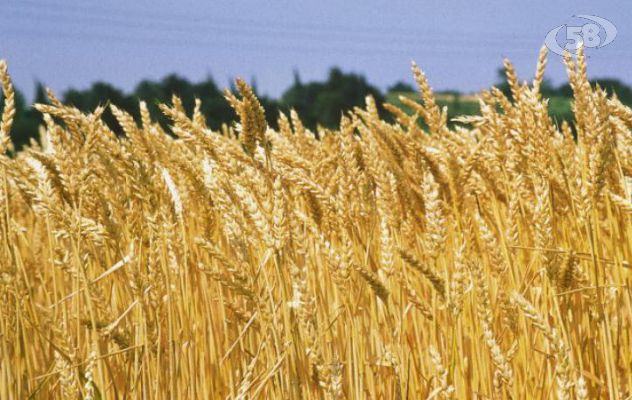 Filiera corta del grano, aziende Bernardo e Divella ad Ariano