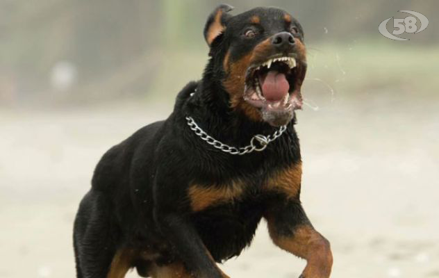 Grotta, anziana azzannata da un Rottweiler: 120 punti