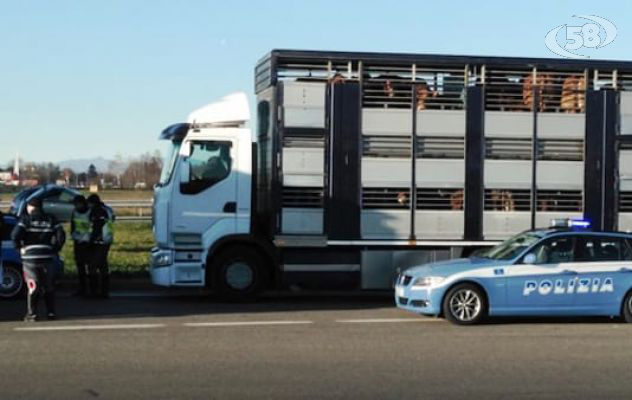 Bovino agonizzante sul camion, autista indagato per maltrattamenti