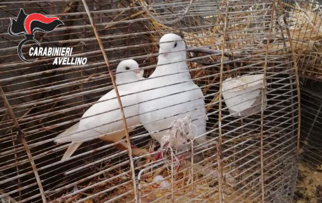 Scoperto lager per animali e specie protette: 5 denunce