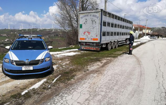 200 agnelli e pecore ammassati sul tir: denunciato autista 