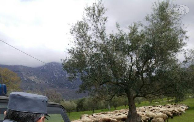 Bltiz in macellerie e aziende zootecniche, sequestrate carcasse di animali