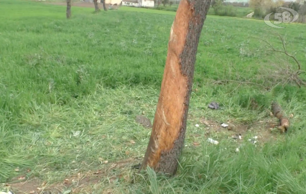 Auto contro albero, Sturno piange Thomas: comunità sotto shock