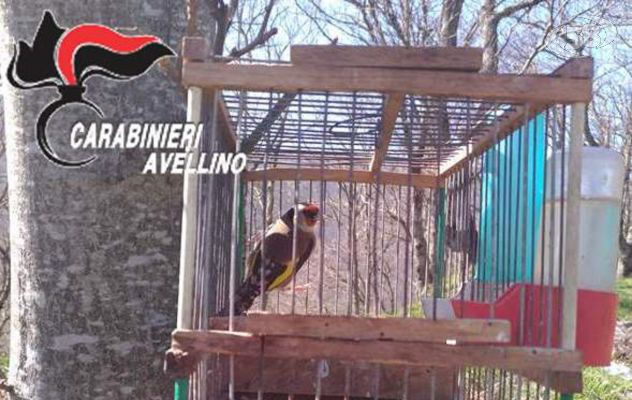 Bracconaggio, denunciato 35enne