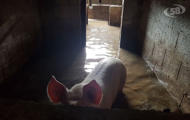 Grandine, allagamenti, torrenti in piena, colture in ginocchio: paura nel Sannio