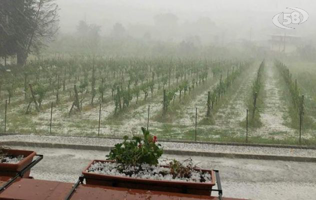 Vigneti danneggiati dalla grandine, Lombardi: ristori alle aziende/VIDEO