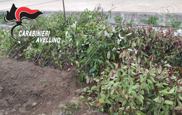 Rubano piante ornamentali: denunciati in due