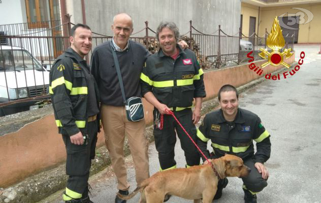 Cane finisce nel torrente, salvato dai Vigili del Fuoco