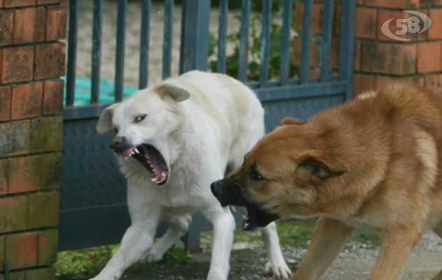 Orrore a Greci: è ancora strage di cani