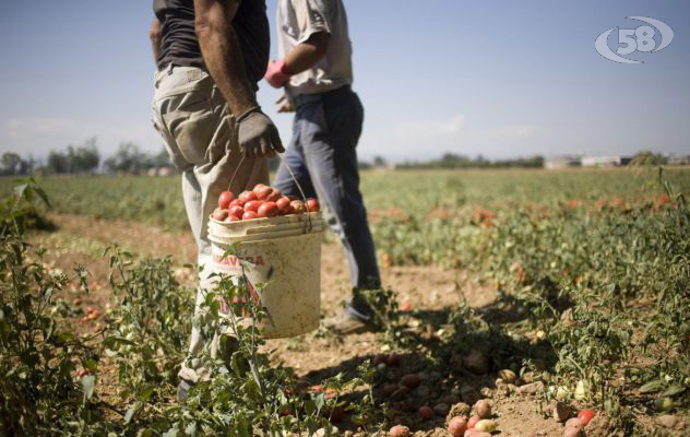 Sos Caporalato, anche in Irpinia. Cisl: una cabina di regia