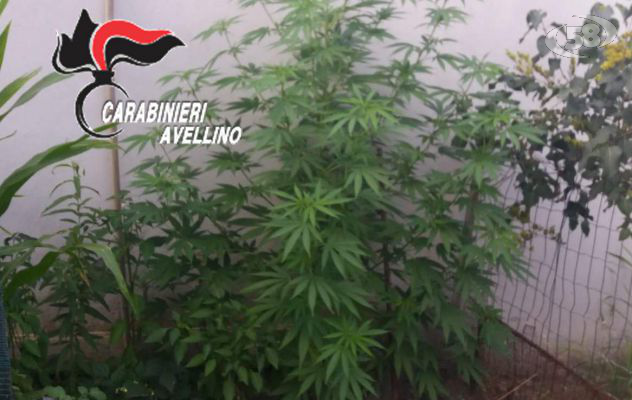 Flumeri, serra di marijuana nel giardino: due in manette