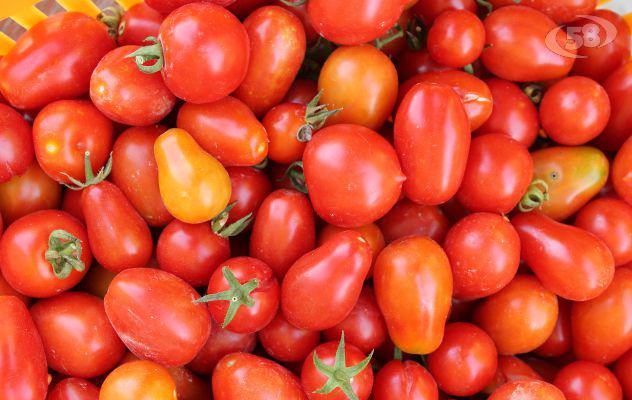 Pomodoro, via al primo raccolto etichettato: produzione in calo