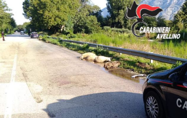Gregge di pecore investito da un'auto