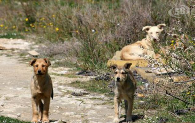 Bonito, la protezione animali: "Troppi randagi. Necessaria sterilizzazione"