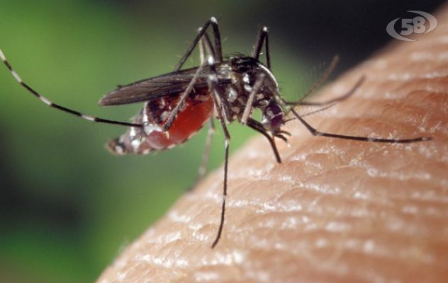 Zanzare e moscerini: Irpinia nella morsa degli insetti