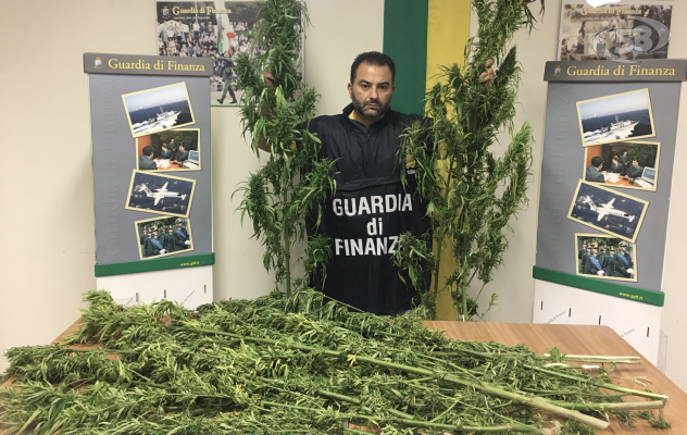 47 piante di canapa tra la boscaglia: Finanza in azione